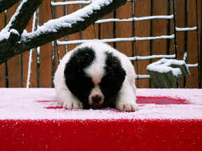 cushi_03.jpg (146845 bytes)