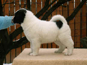 cushi_04.jpg (144310 bytes)