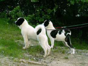 cushi_05.jpg (168550 bytes)