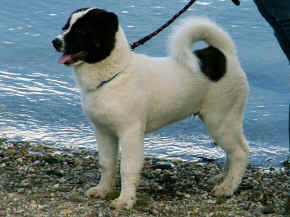 cushi_06.jpg (148123 bytes)