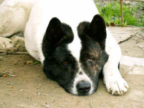 cushi_10.jpg (134485 bytes)