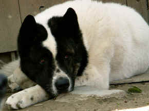 cushi_11.jpg (125802 bytes)