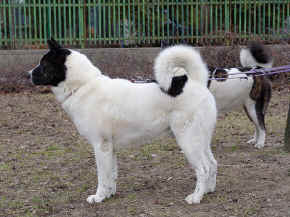 cushi_12.jpg (120834 bytes)