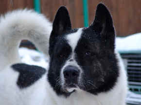 cushi_14.jpg (63402 bytes)