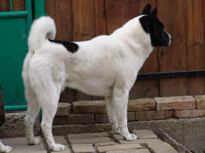 cushi_15.jpg (81373 bytes)