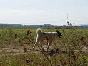 cushi_16.jpg (98369 bytes)