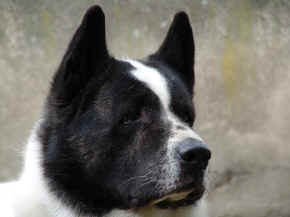 cushi_17.jpg (61665 bytes)