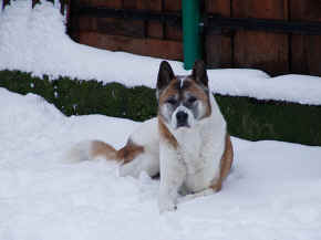 max_11.jpg (61475 bytes)